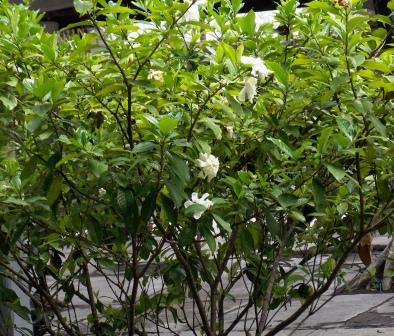 Kacapiring Gardenia Jasminoides Pohon Pengetahuan